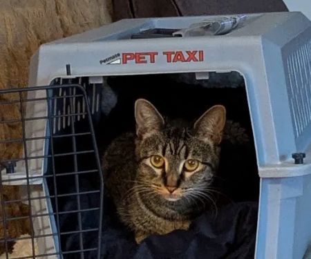 Mu College Of Veterinary Medicine