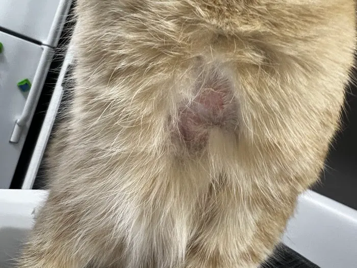 Mu College Of Veterinary Medicine Picture 10