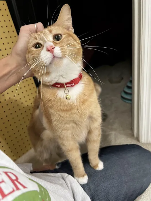 Mu College Of Veterinary Medicine Picture 9