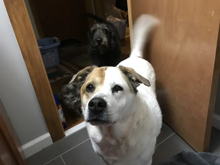 Mizzou Animal Cancer Center Picture 1