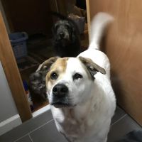 Mizzou Animal Cancer Center ico