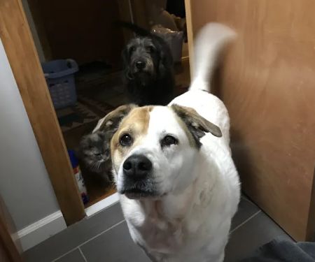 Mizzou Animal Cancer Center