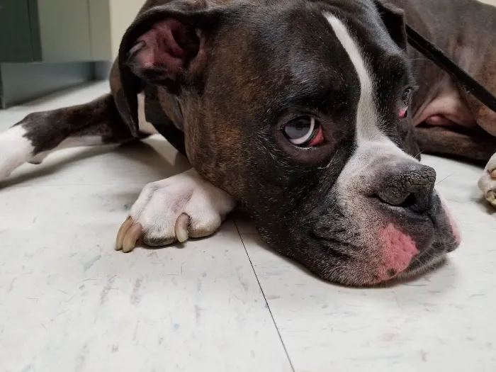 Mizzou Animal Cancer Center Picture 4