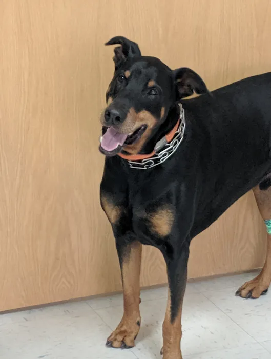 Mizzou Animal Cancer Center Picture 5