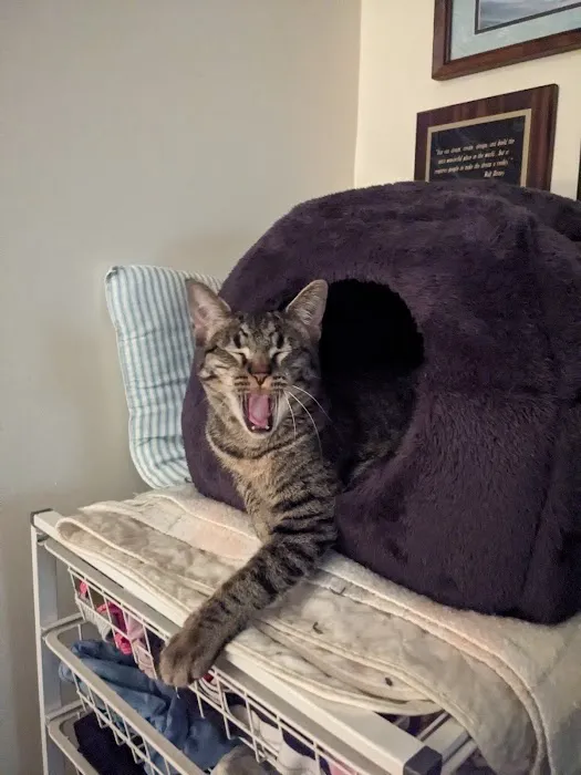 Mizzou Animal Cancer Center Picture 3