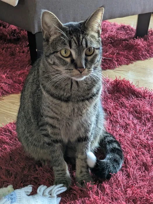 Missouri Veterinary Dermatology Center Picture 1