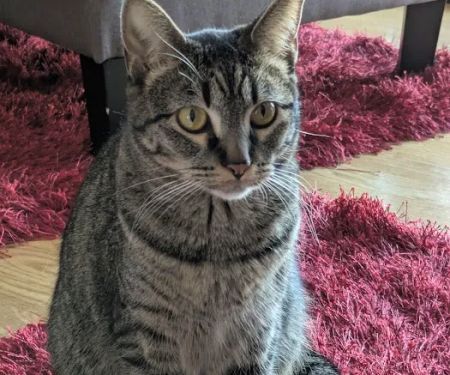 Missouri Veterinary Dermatology Center