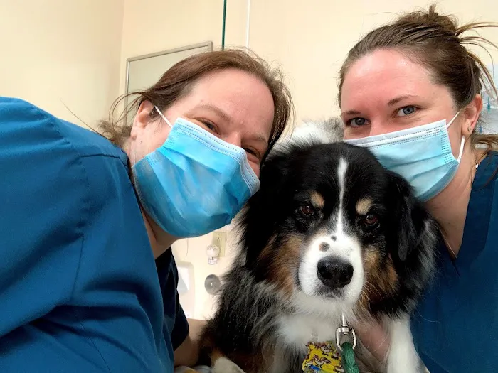 Missouri Veterinary Dermatology Center Picture 3