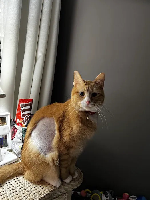 Missouri Veterinary Dermatology Center Picture 4