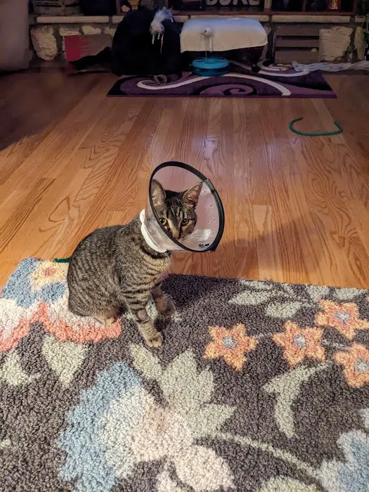 Missouri Veterinary Dermatology Center Picture 6