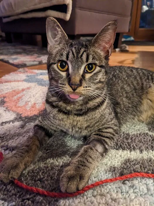 Missouri Veterinary Dermatology Center Picture 5