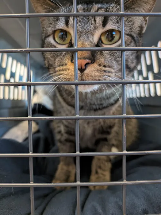 Missouri Veterinary Dermatology Center Picture 7