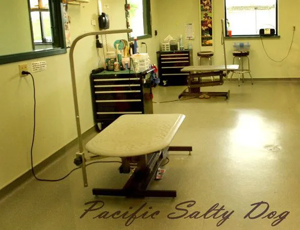 PAH's Salty Dog Picture 3