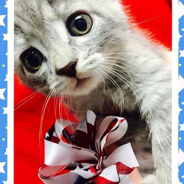 PAH's Salty Dog Picture 4