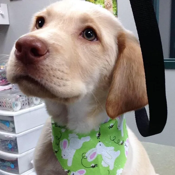 PAH's Salty Dog Picture 5