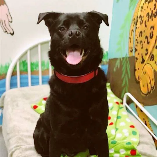 PAH's Salty Dog Picture 8