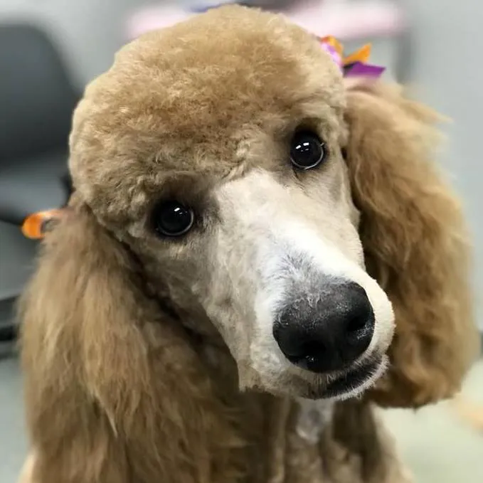 PAH's Salty Dog Picture 10