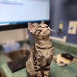 Pacific Animal Hospital