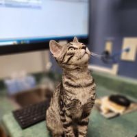 Pacific Animal Hospital ico