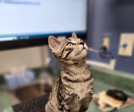 Pacific Animal Hospital