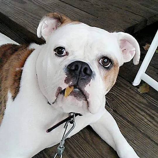 Pacific Animal Hospital Picture 5