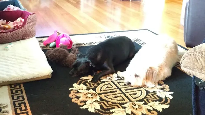 Pacific Animal Hospital Picture 4