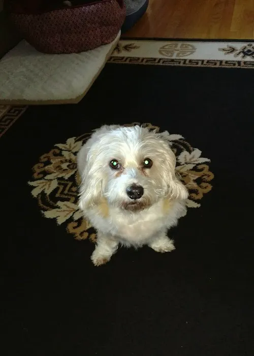 Pacific Animal Hospital Picture 2