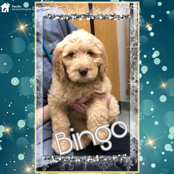 Pacific Animal Hospital Picture 10