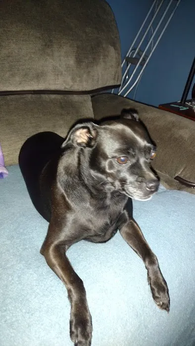 Pacific Animal Hospital Picture 6