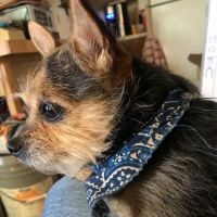 Rolling Hills Veterinary Hospital ico