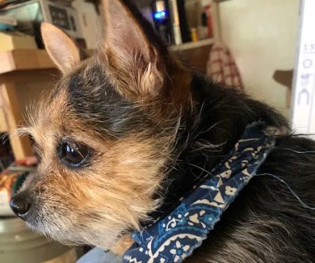 Rolling Hills Veterinary Hospital