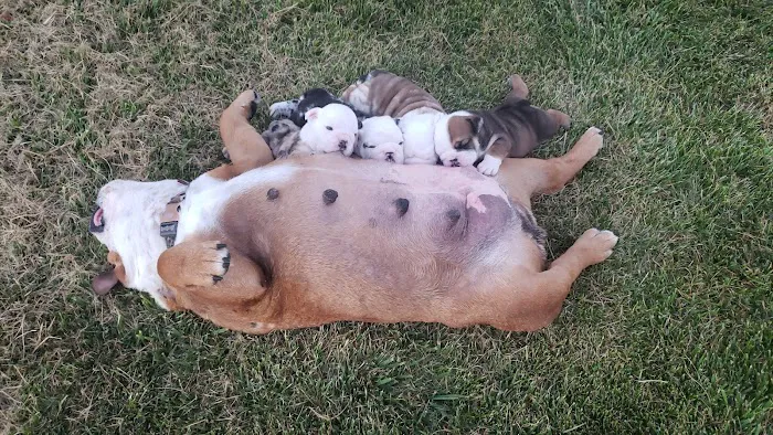 Rolling Hills Veterinary Hospital Picture 8