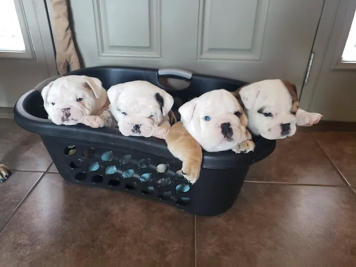 Rolling Hills Veterinary Hospital Picture 7