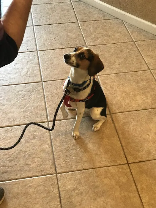 No Kill Columbia DBA The Spay Neuter Project Picture 2