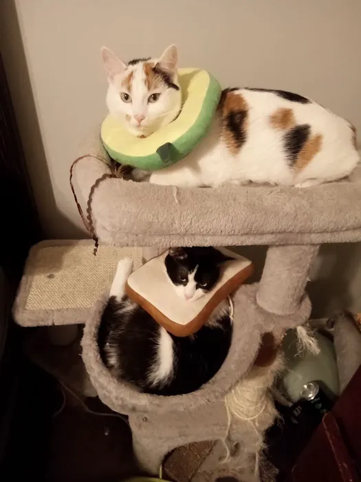 No Kill Columbia DBA The Spay Neuter Project Picture 1