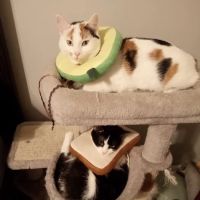 No Kill Columbia DBA The Spay Neuter Project ico