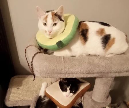 No Kill Columbia DBA The Spay Neuter Project