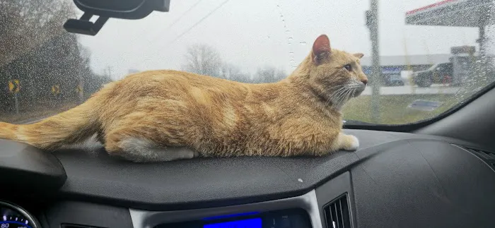 No Kill Columbia DBA The Spay Neuter Project Picture 3