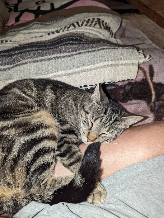 No Kill Columbia DBA The Spay Neuter Project Picture 4