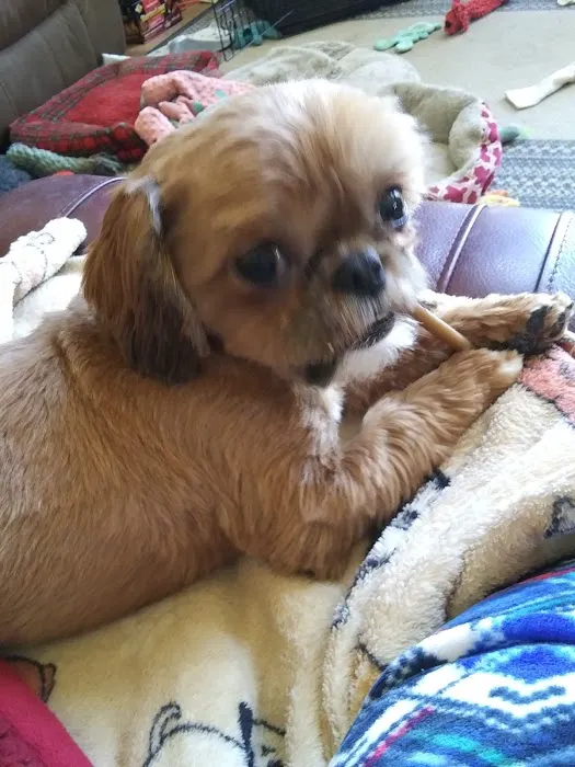 No Kill Columbia DBA The Spay Neuter Project Picture 6