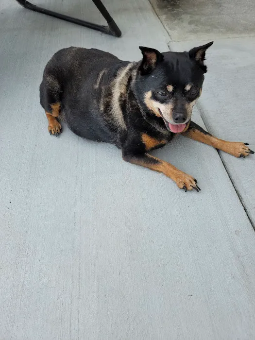 No Kill Columbia DBA The Spay Neuter Project Picture 8