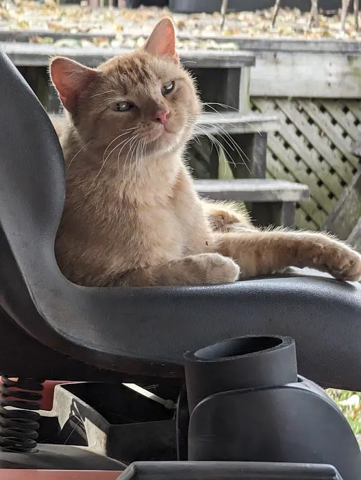 No Kill Columbia DBA The Spay Neuter Project Picture 5