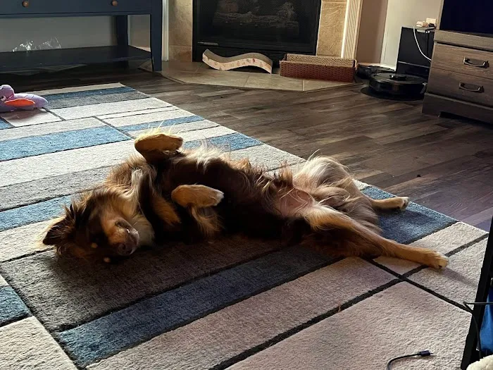 No Kill Columbia DBA The Spay Neuter Project Picture 10