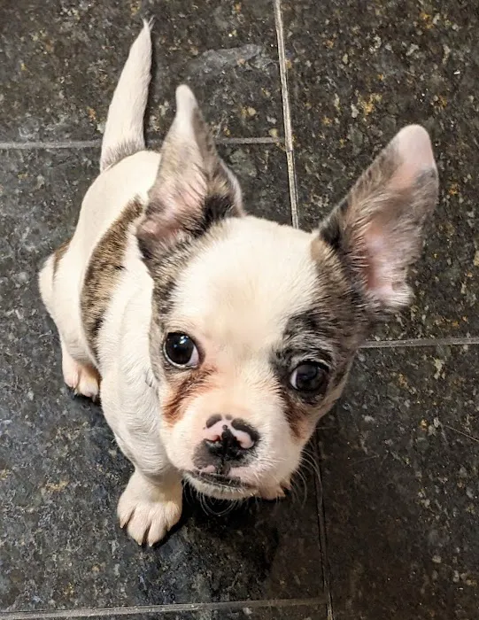 No Kill Columbia DBA The Spay Neuter Project Picture 9