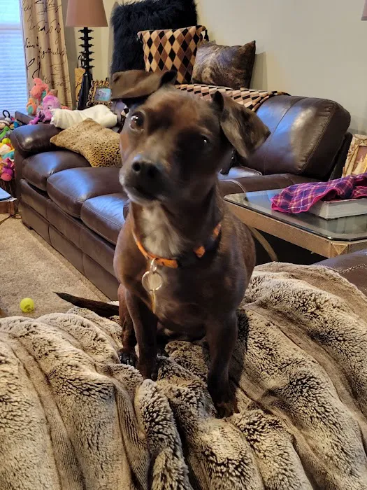 All Creatures Animal Hospital Picture 2