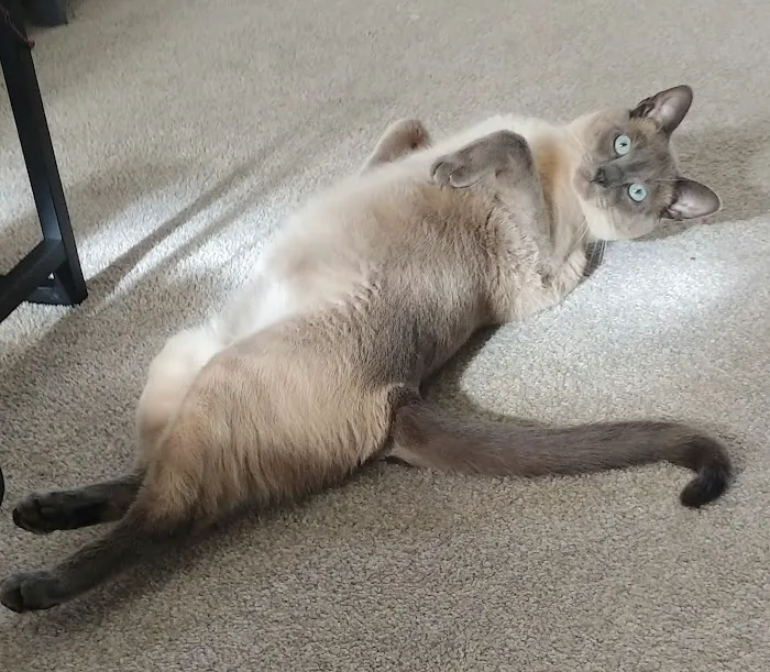 All Creatures Animal Hospital Picture 1