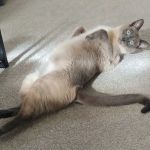 All Creatures Animal Hospital