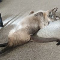 All Creatures Animal Hospital ico