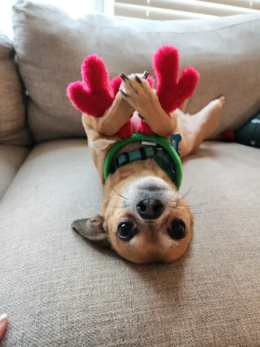 All Creatures Animal Hospital Picture 3