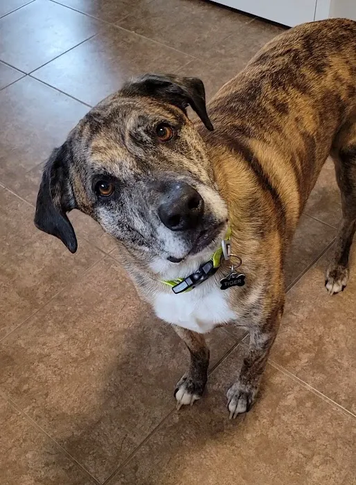 All Creatures Animal Hospital Picture 4